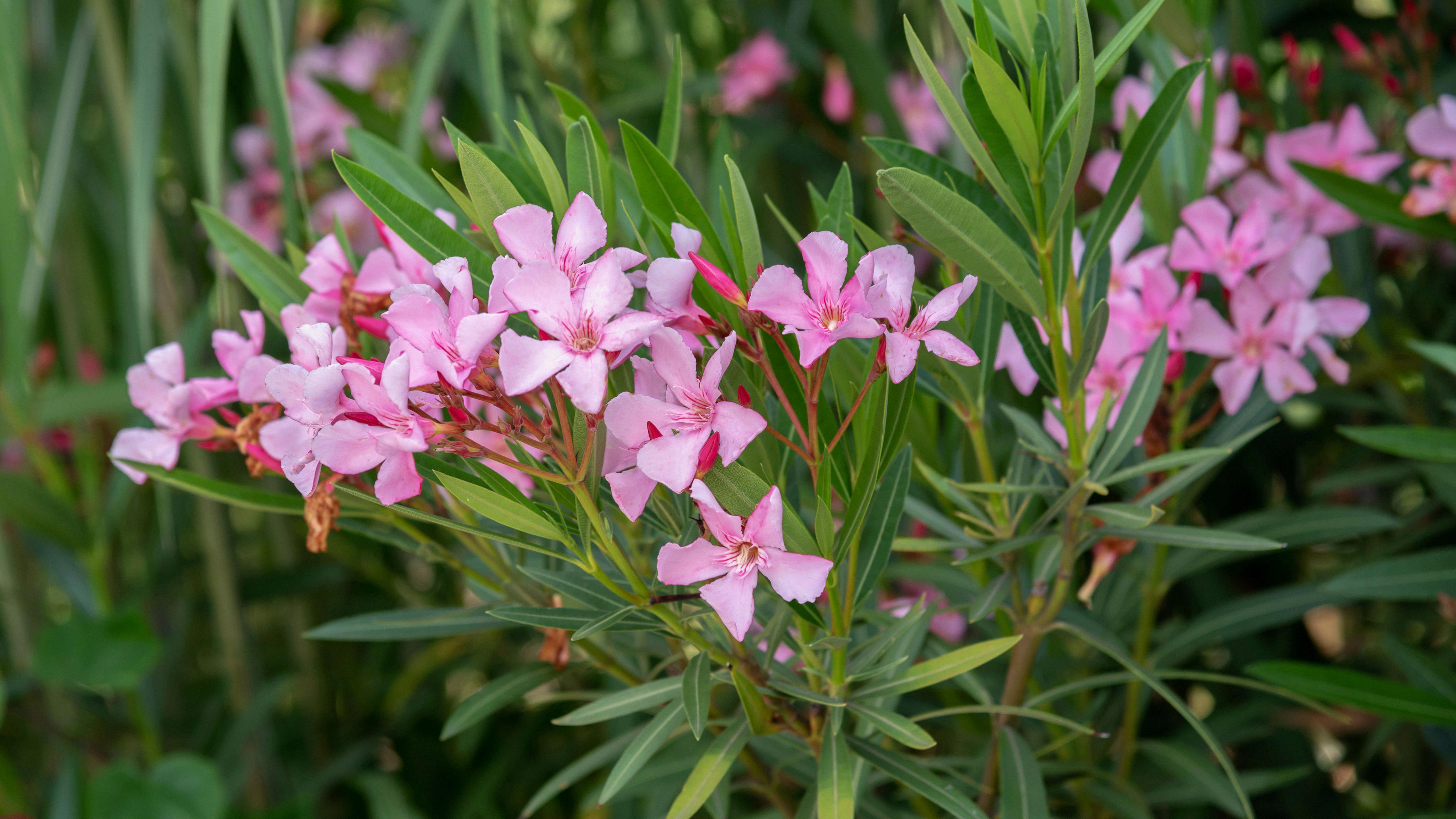 34-oleander-care-tips-and-facts-green-packs
