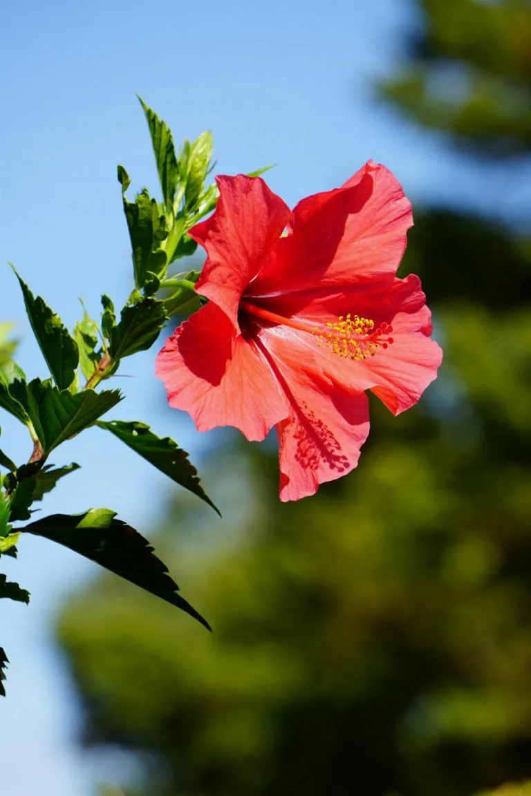 can hibiscus plants survive the winter 1708749477 2