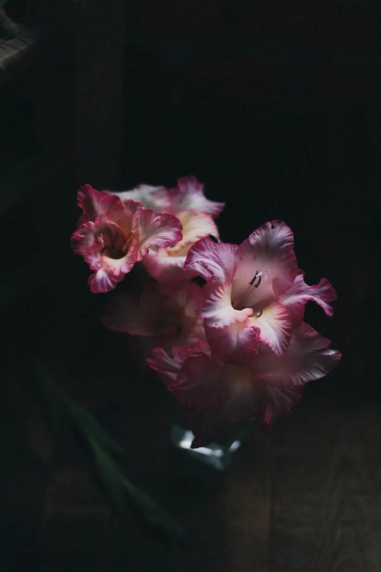 can i leave gladiolus bulbs in the ground 1708743923 2