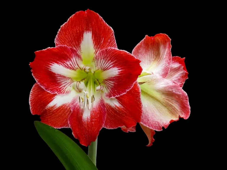 can you leave amaryllis in pots 1708748135 2