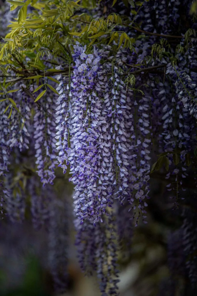 can you plant wisteria in a pot 1708742494 2