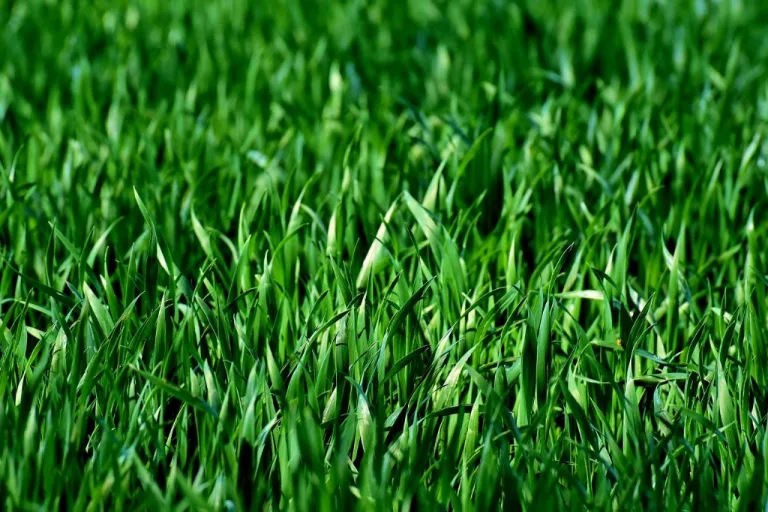 how do you overseed an existing lawn 1708744367 2