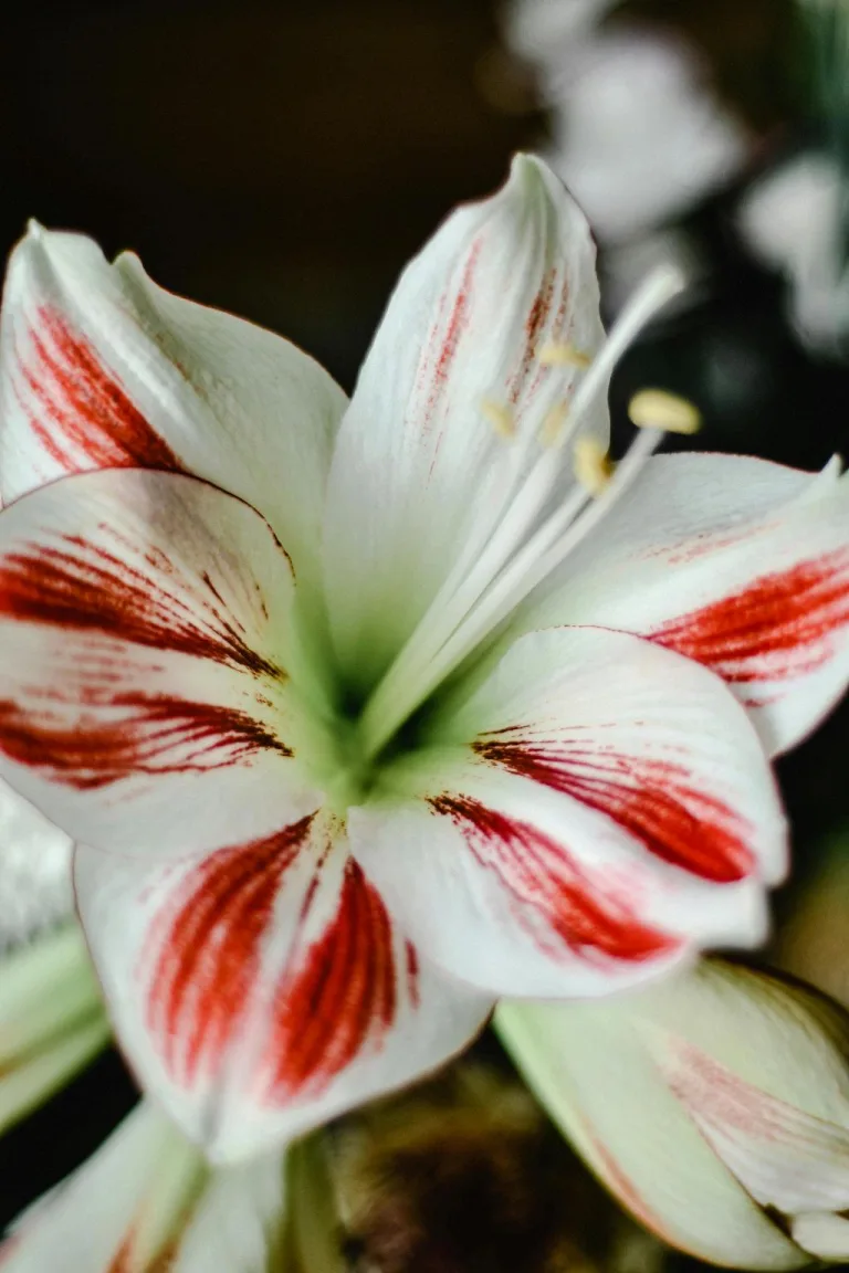 how long does an amaryllis bloom 1708745379 2
