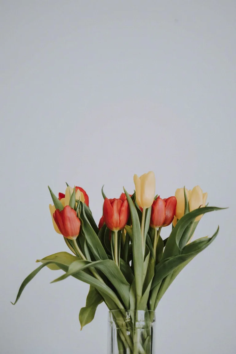 how long will tulips bloom 1708742394 2