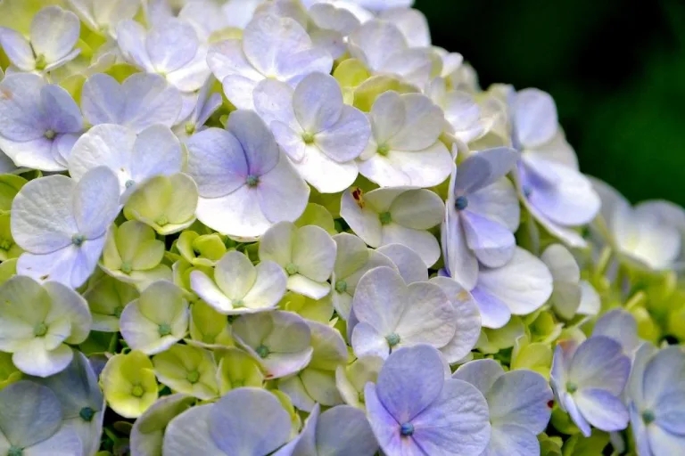 how to change the color of hydrangea 1708746768 2