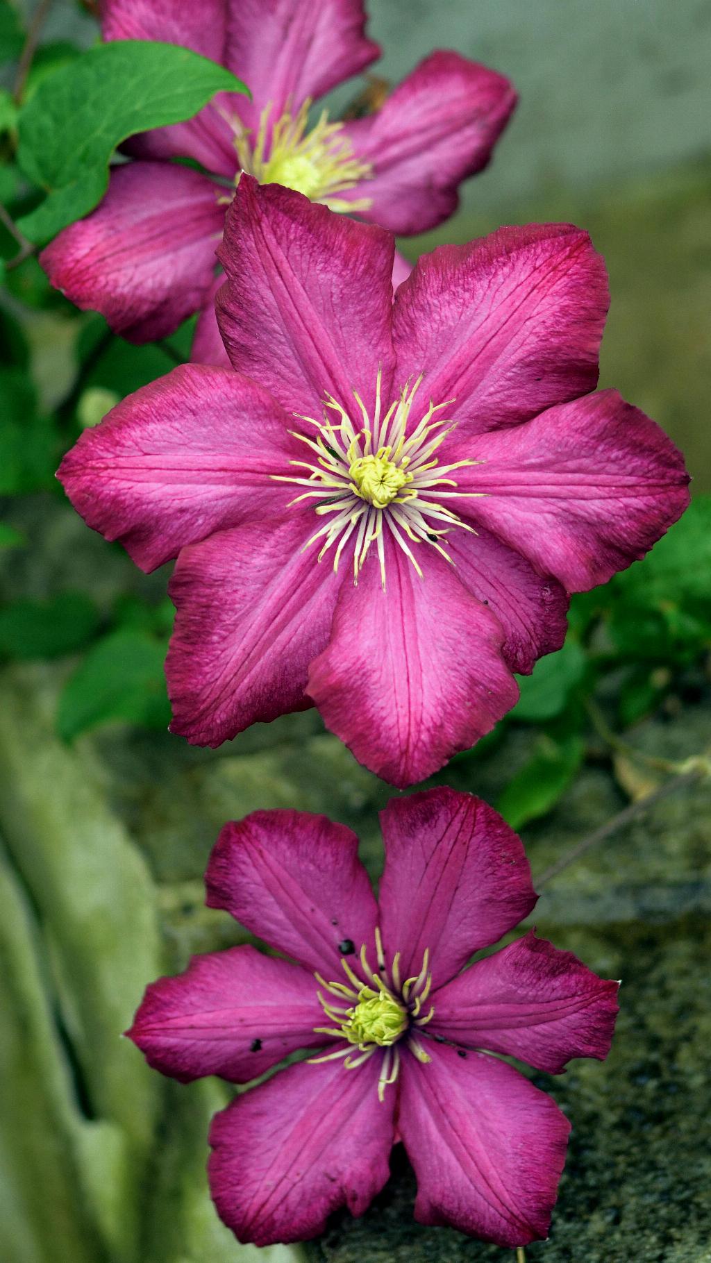 How To Deadhead Clematis? - Green Packs