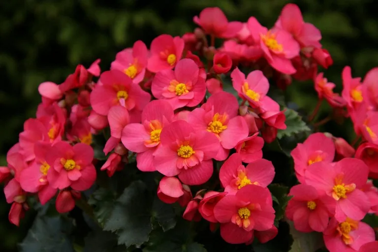 how to propagate angel wing begonia 1708745599 2