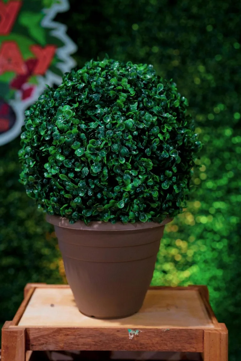 how to prune a boxwood 1708745700 2