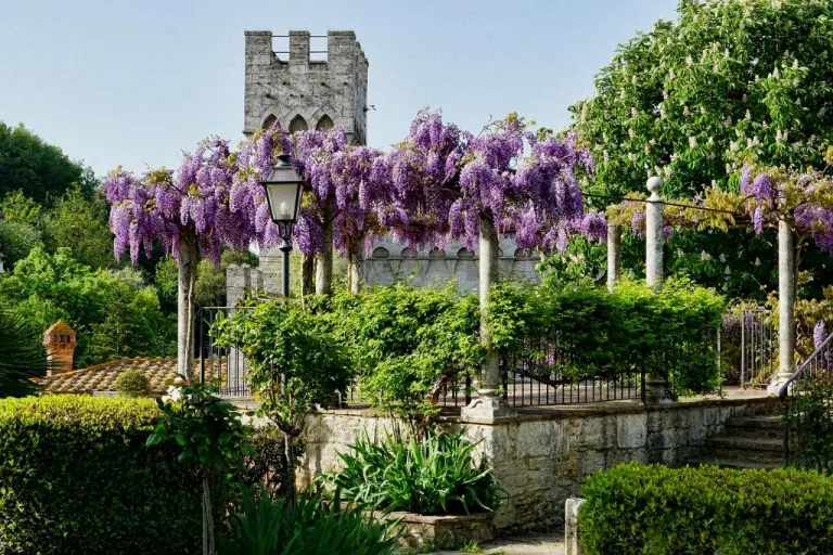 how well does wisteria grow in pots 1708739538 2