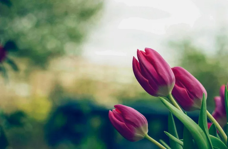 what does tulip symbolize 1708739475 2