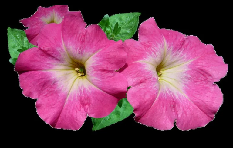 what s eating my petunias 1708736417 2
