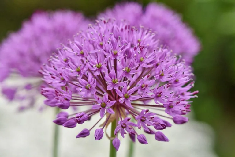 what to do with alliums after flowering 1708734492 2