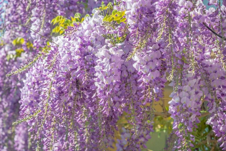 what zones do wisteria grow in 1708739561 2
