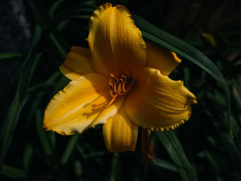 when divide daylilies 1708743632 2