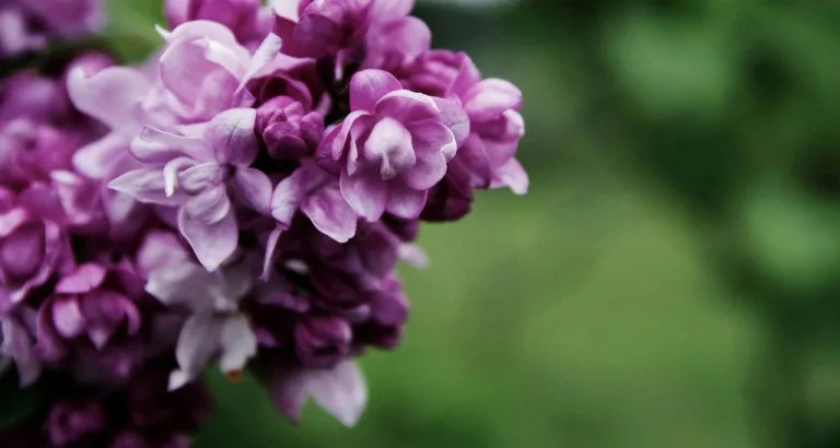 when do lilacs bloom in ohio 1708738711 2