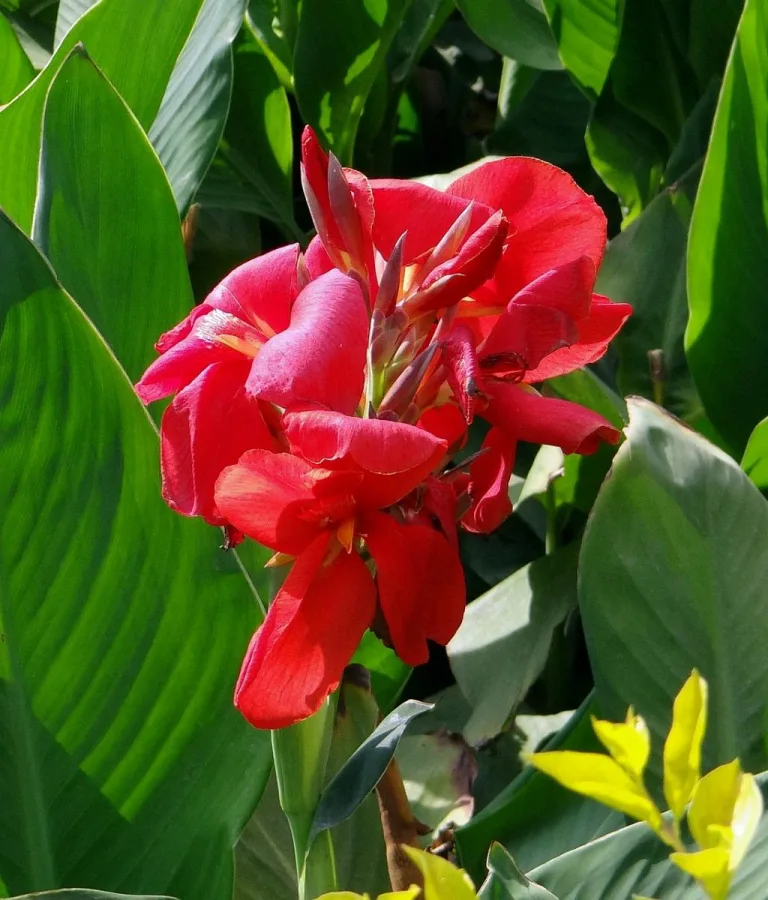 when to plant canna seeds 1708740354 2