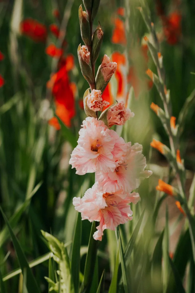 when to plant gladiolus bulbs zone 7 1708738163 2