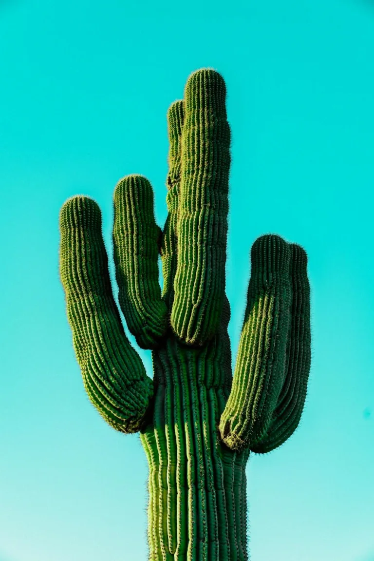 Cactus 50 1