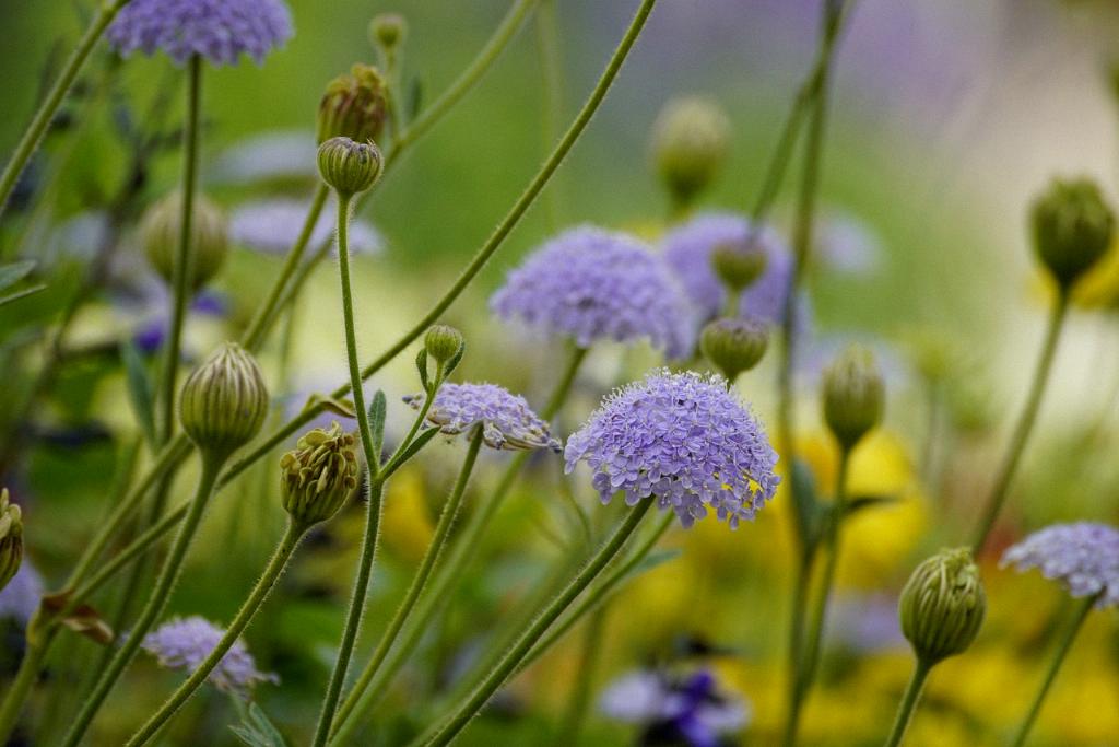 What Not To Plant With Lavender? - Green Packs