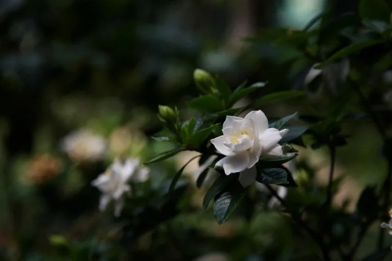 Gardenia 14 1
