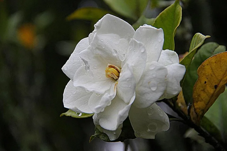 Gardenia 19 2