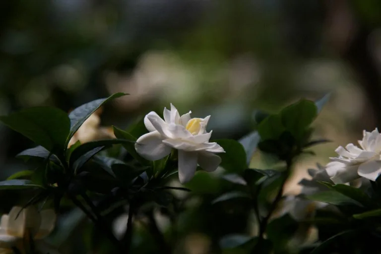 Gardenia 20 1