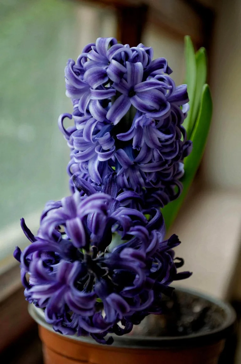 Lilac 1 4