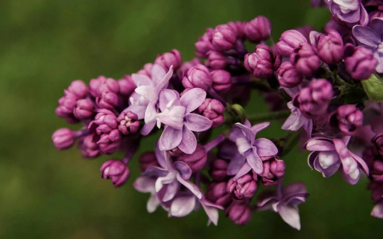 Lilac 18 4