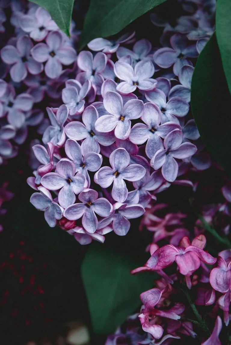 Lilac 27 2