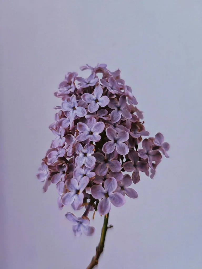 Lilac 37 2