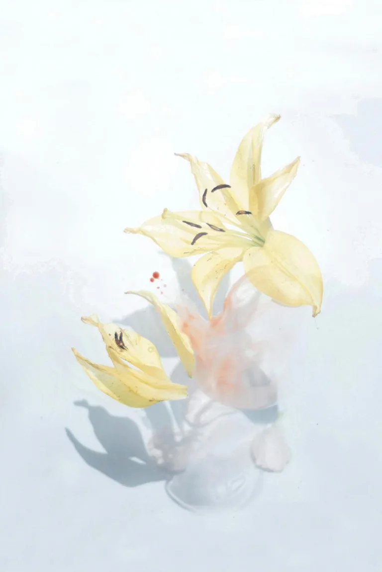 Lilies 19 1