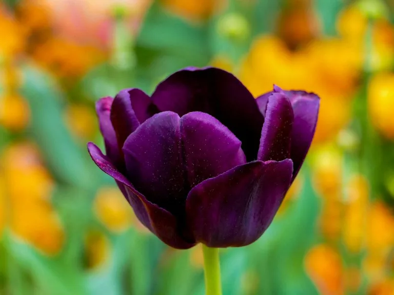 Tulips 43 1