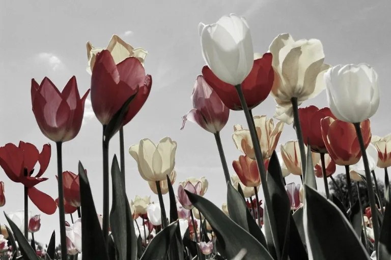 Tulips 46 1