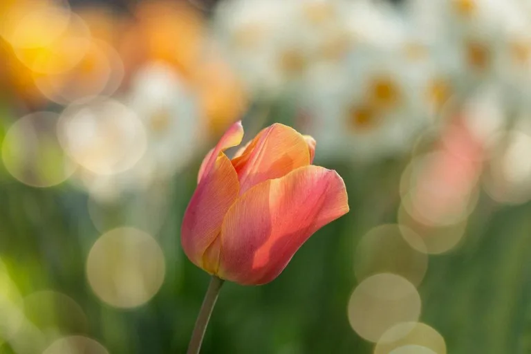Tulips 54 1