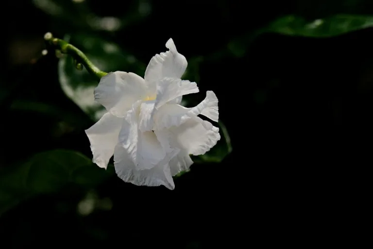 Gardenia 22