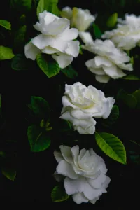 Gardenia 36