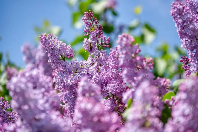 Lilac 35