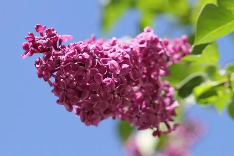 Lilac 36 1